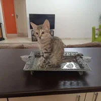 واگذاری گربه ی بغلی و بازیگوش رایگان DSH