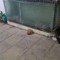 آکواریوم بزرگ دو متری