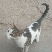 گربه خانگی