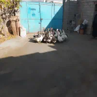 غاز معلمولی|حیوانات مزرعه|لاجان, |دیوار