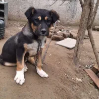 روت وایلر سگ نر