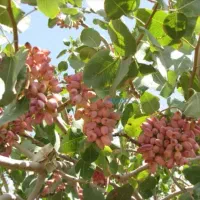 زمین‌کشاورزی