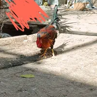 دوعدد خروس محلی به شرط|حیوانات مزرعه|شیراز, بازار|دیوار