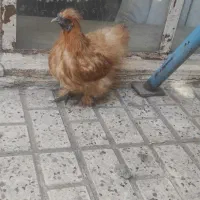 مرغ ابریشمی حنایی رنگ