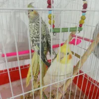 عروس هلندی