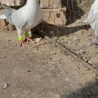 طوقی سیاه نر،ساده سبز نر،کله بادمجان نر|پرنده|قوچان, |دیوار