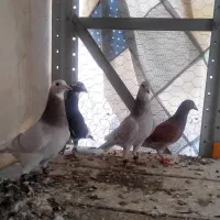 کبوتر|پرنده|بجنورد, |دیوار