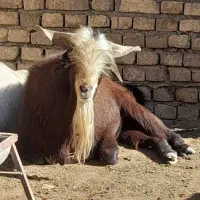 فروش مقداری کنسانتره