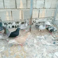 دورگ .رنگی