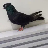 زاغ ابادنی نر جوان|پرنده|شوشتر, |دیوار