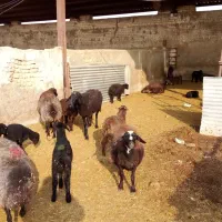 28راس زایده 5راس ابستن|حیوانات مزرعه|قنوات, |دیوار