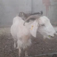 فروش۲عددبز