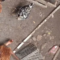 فروش تخم گلین|حیوانات مزرعه|رشت, پیرکلاچای|دیوار