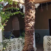 اجاره-ماهیانه