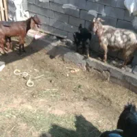 بز زاییده|حیوانات مزرعه|بهبهان, |دیوار