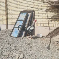 مرغ و خروس و جوجه اصل