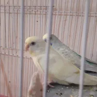 جفت مرغ عشق باقفس بزرگ