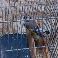 سهره چهارگل تازه صاف عروسک