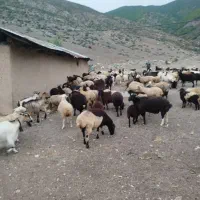 فروش گوسفند و بره|حیوانات مزرعه|کجور, |دیوار
