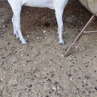 کهره ماده سومالی