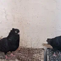 کبوتر نر و ماده دم سفید|پرنده|داراب, |دیوار