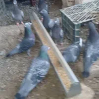 ۶ تاکفتر مسافتی