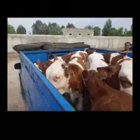 شیری.تلیسه.جوانه.ریز|حیوانات مزرعه|طبس, |دیوار