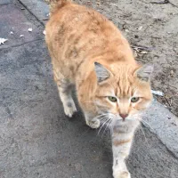 گربه نر مهربان وارام