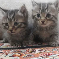 واگذاری دو قلاده بچه گربه زیبای