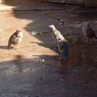 بلدرچین|پرنده|مسجد سلیمان, |دیوار