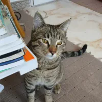 واگذاری گربه زیبا وسالم وتپلی وکاملا خانگی