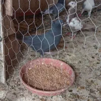 کتوترکشتی دونه 100