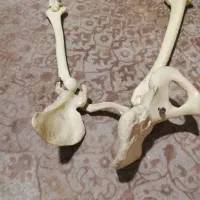 مولاژ اسکلت پا و دست انسان، اندازه طبیعی