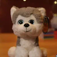 سگ پامرانین سفید کوچولو