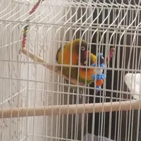 طوطی