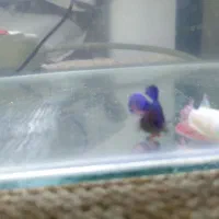 ماهی فایتر|ماهی|زاهدان, |دیوار