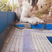 سگ خراسانی نر|سگ|فریدونکنار, |دیوار