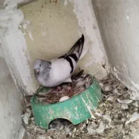 پرنده|پرنده|بندر کنگان, |دیوار