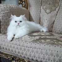 گربه پرشین
