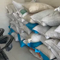 جو بذری