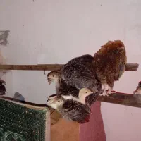 جوجه بوقلمون اردک