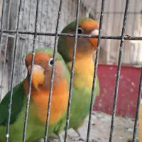 طوطی برزیلی زیبا