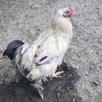 خروس بر هما