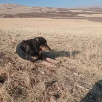 سگ گله|سگ|روانسر, |دیوار