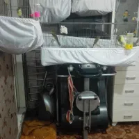 قناری نرو ماده رسمی بلند(شاخص)|پرنده|تهران, مسعودیه|دیوار