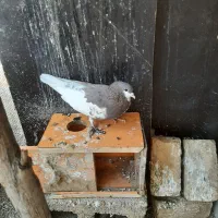 چپ سرخ خال دار