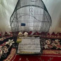 عروس هلندی با قفس