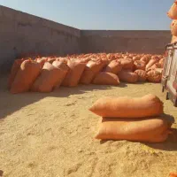 کاه درجه یک