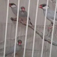 فنچ نرگسی ۲ جفت|پرنده|تهران, چوب تراش|دیوار