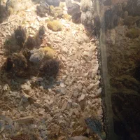 بلدرچین از جوجه تا مولد موجود|پرنده|رشت, علی آباد|دیوار